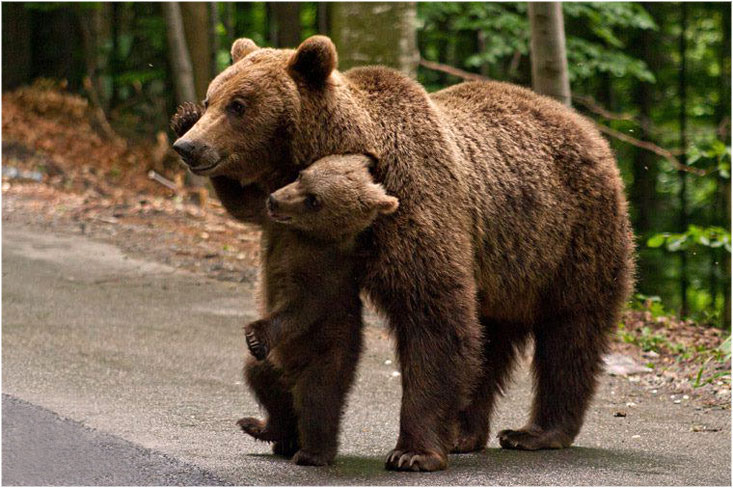 The bear with cub